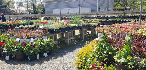 The Mill of Kingstown Full Garden Center