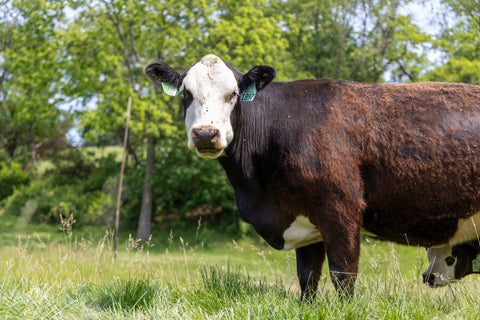 Cow standing in a field
