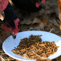 Hens pecking at a plate of insects on the ground.