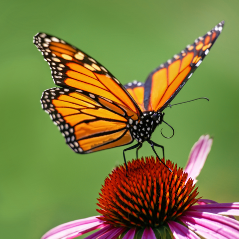 Monarch on Cone Flower