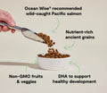 Open Farm Salmon & Ancient Grains Puppy Food