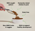 Open Farm grain-free puppy dog food with chicken and salmon kibble, showing a bowl of the Open Farm Puppy Kibble recipe.