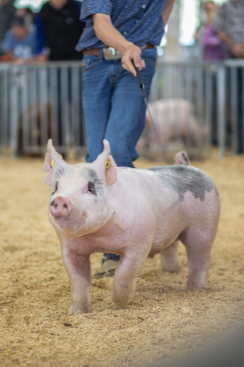 Show pig being driven in a show ring
