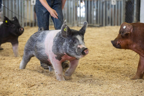 Show pig walking across the show ring