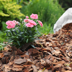 Garden with Pine Bark Mulch and pink sweet william flowers