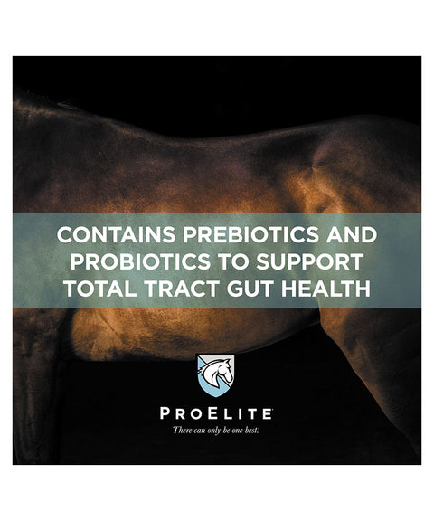 Horses body with ProElite banner for a healthy horse gut