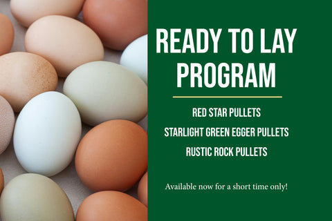 Ready-To-Lay Pullets