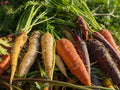 Rainbow Carrots