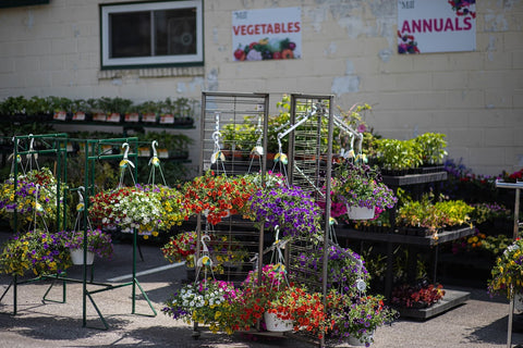 Hanging baskets at The Mill of Red Lion