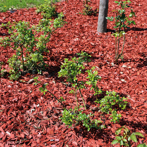 Red mulch in landscape