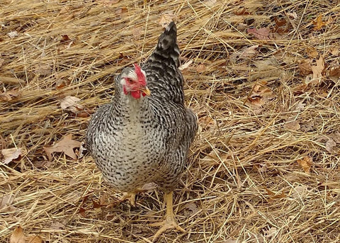 Ready-to-Lay Program Rustic Rock Pullets