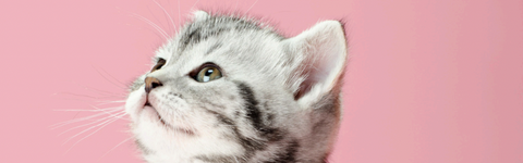Kitten Adoption Event