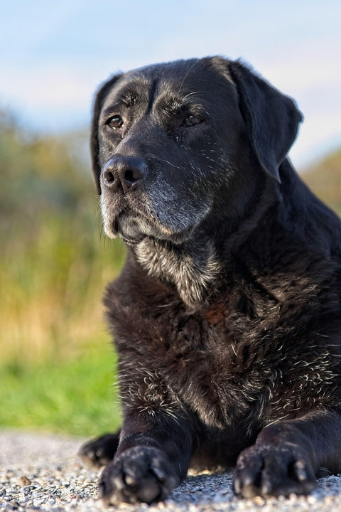 Black dog lying on a gravel surface with a blurred natural background