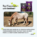 Blue Seal Sentinel Senior Horse Feed bag featuring horse and rider, highlighting the product’s focus on senior horse nutrition.