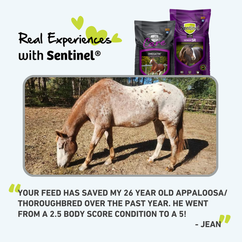 Blue Seal Sentinel Senior Horse Feed bag featuring horse and rider, highlighting the product’s focus on senior horse nutrition.