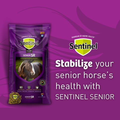 Blue Seal Sentinel Senior Horse Feed bag showing the product label and branding for senior horse nutrition.