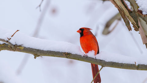 Ask A Wild Bird Expert