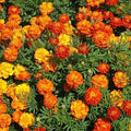 Sparky mixed marigolds growing in red, orange and yellow colors