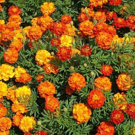 Sparky mixed marigolds growing in red, orange and yellow colors