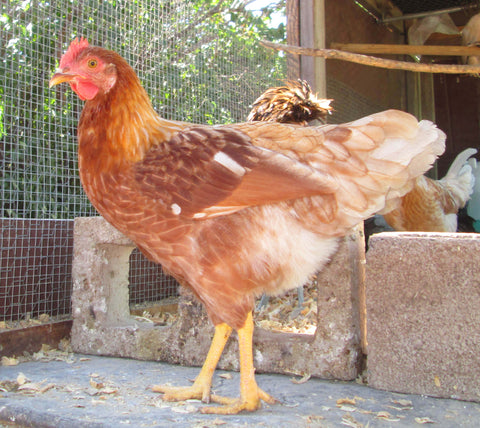 Ready-to-Lay Program Starlight Green Egger Pullets
