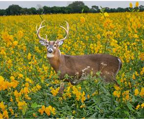 Sunn Hemp Seed for Deer Plots
