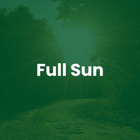 A green-tinted outdoor scene with trees and a sunlit path, overlaid with the words 'Full Sun' in large white text.