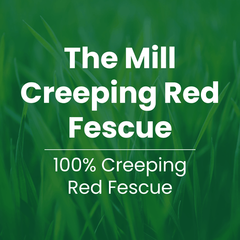 Text Overlay:
The Mill Creeping Red Fescue [Grass Seed]
100% creeping red fescue