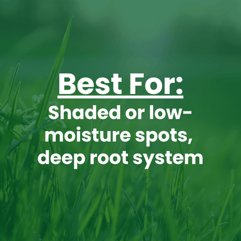 text overlay:
Best For: shaded or low-moisture spots, deep root system
The Mill Creeping Red Fescue grass seed for turf, showing lush green grass with fine, dense blades in a close-up image.