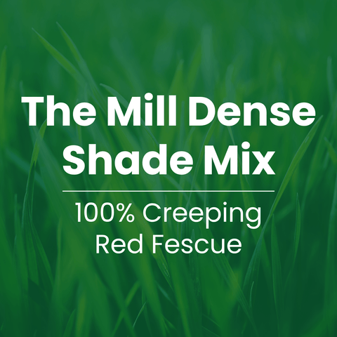 The Mill Dense Shade Mix grass seed overlay: 100% creeping red fescue