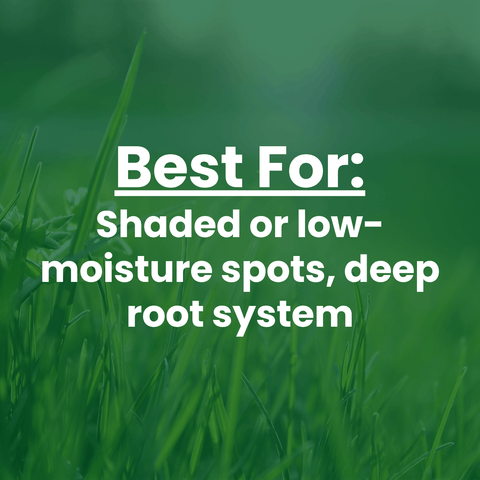 The Mill Dense Shade Mix grass seed 
Text overlay: Best For: shaded or low moisture spots, deep root sytem