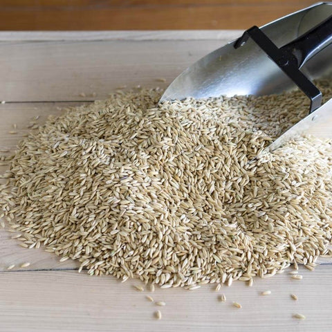 Steam crimped oats close up