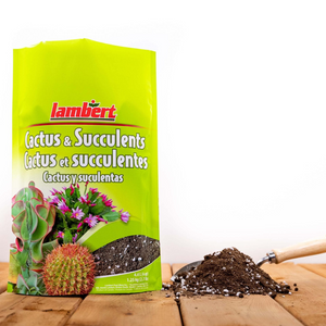 Lambert Cacti & Succulent Mix