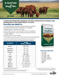 Vigortone Mag O Min Hi-Mag cattle mineral feed bag with detailed label and branding, designed for livestock supplementation.
