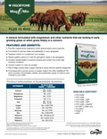 Vigortone Mag O Min Hi-Mag Plus cattle mineral feed bag with nutritional label and branding for livestock health.