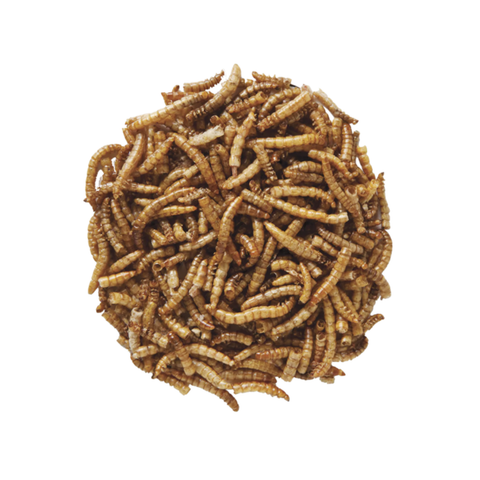 Wild bird premium dried mealworms from Central Farm and Garden, shown in a clear container perfect for bird feeding.