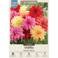 Three Dahlia 'Kolossus Blend' bulbs from Netherland Bulb Company, garden supply for planting and vibrant summer blooms