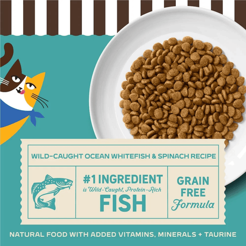 Cat food with label on a white plate, cartoon cat on teal background