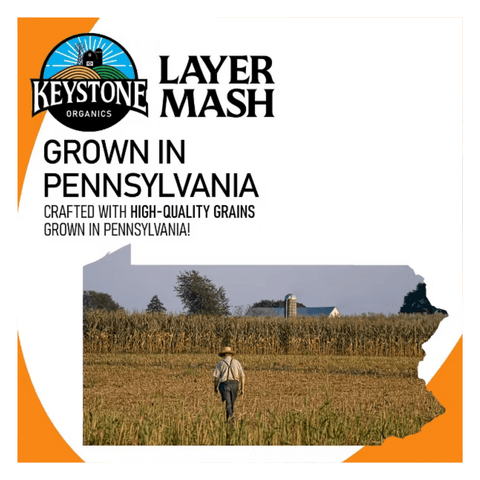 Keystone Mills Hi-Protein Layer King Poultry Feed 50lb bag with label showing nutritional information and product branding.