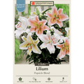 Netherlands Bulb Company lilium bulbs packaging with colorful lilies on a white background