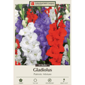 Glorious Gladiolus Patriotic Mixture packaging with red, white, and blue flowers on a beige background.