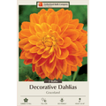 Dahlia ‘Graceland’ decorative garden bulbs from Netherland Bulb Company, showing two plant bulbs for garden planting.