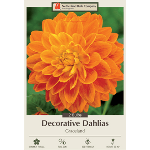 Dahlia ‘Graceland’ decorative garden bulbs from Netherland Bulb Company, showing two plant bulbs for garden planting.