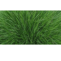 Chewings Fescue turfgrass seed by Chesapeake Valley Seed, showing green seed mixture ideal for lawn turf.
