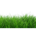 Close-up of Chesapeake Valley Seed Hard Fescue turfgrass seed in a bag, suitable for lawn and turf applications.
