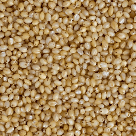 millet seed for planting Foxtail Millet Seed