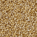 Chesapeake Valley Seed foxtail millet seeds in a clear container, showing small, light-colored millet grains for planting or culinary use.