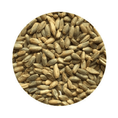 grain seeds for planting Rye VNS Seed - 50lb | Cover Crops & Soil Improvement