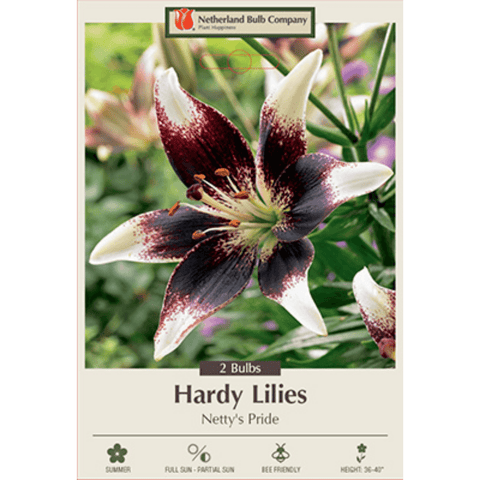 Two Hardy Lily Lilium Asiatic 'Netty’s Pride' bulbs from Netherland Bulb Company, ready for planting in your garden.