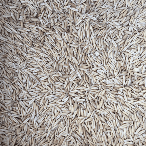 oat seeds for planting near me Oats VNS Cultivator Seed, 50lb