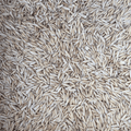 Leabrook Ag VNS Cultivator Oats seed for planting, 50lb package, crop seed for agricultural cultivation.